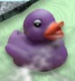 colour changing duck